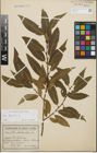 Foto von Salix fragilis L.